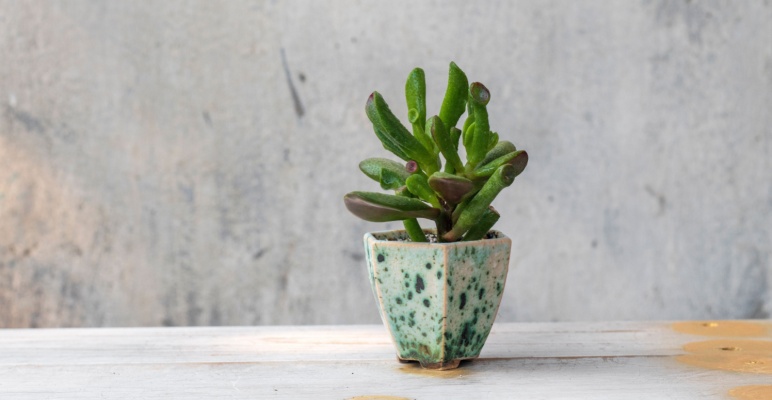 Sukulent/Kaktüs Yetiştiriciliği